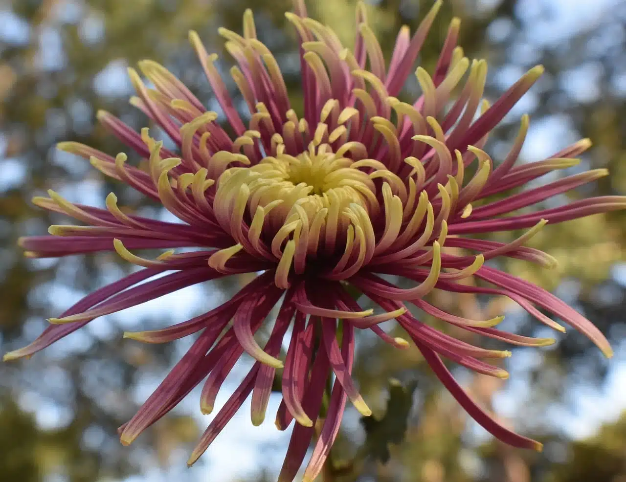 chrysanthemum, flower, mum-8137432.jpg