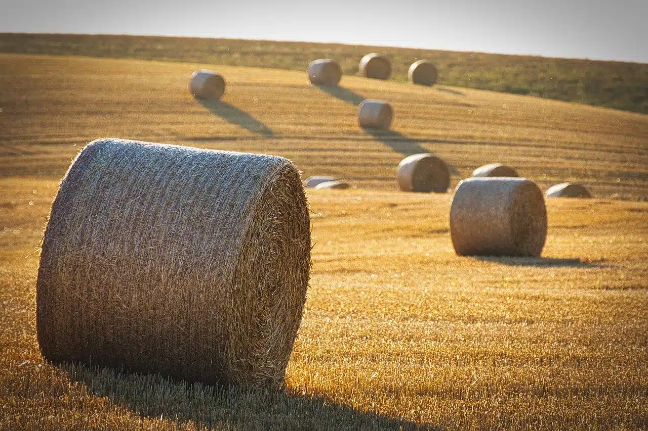 harvest, straw bales, straw-8118900.jpg