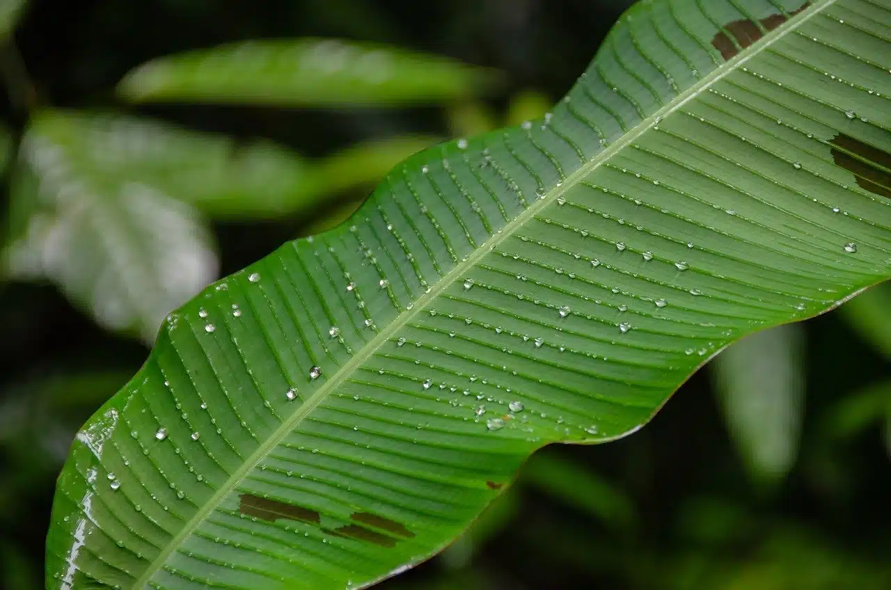 leaf, water droplets, water drops-8091303.jpg