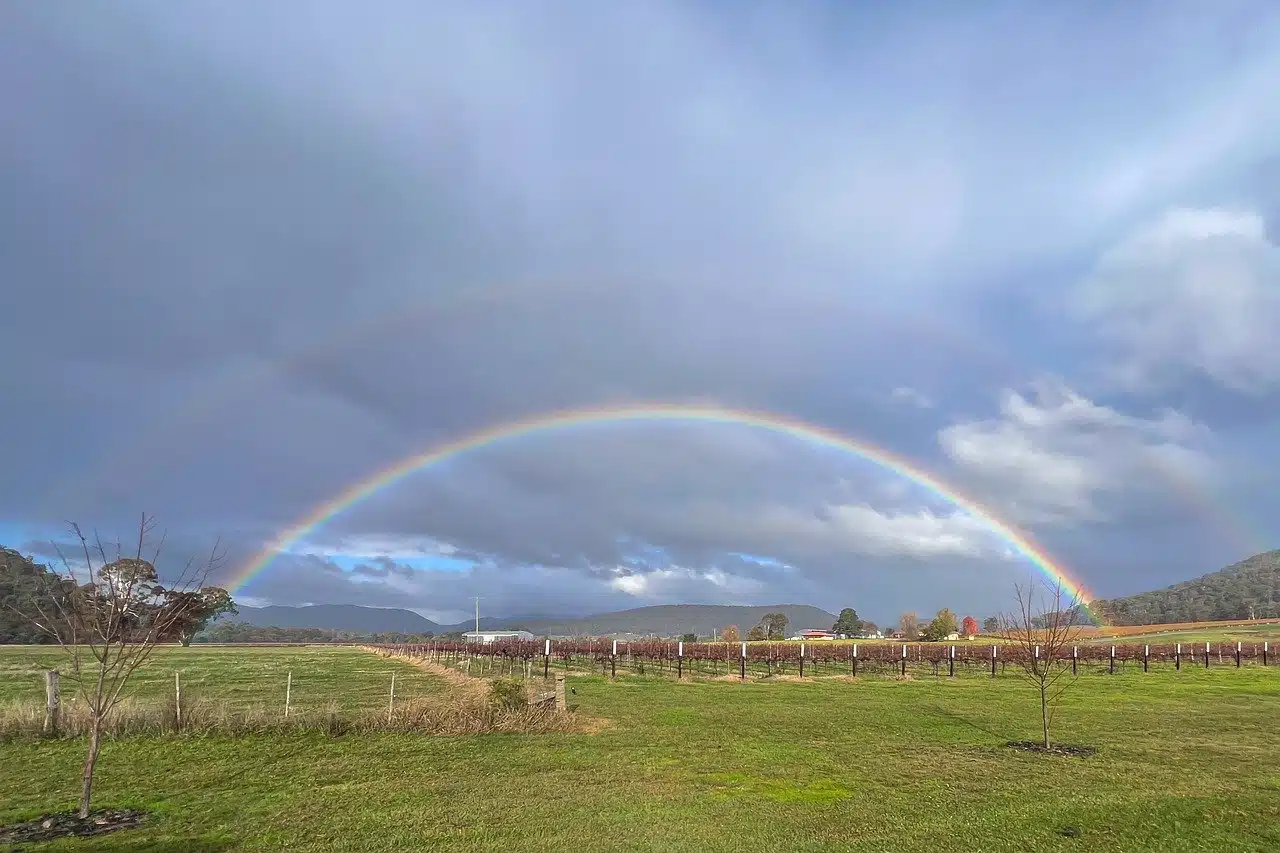 rainbow, vineyard, grapes-8162673.jpg