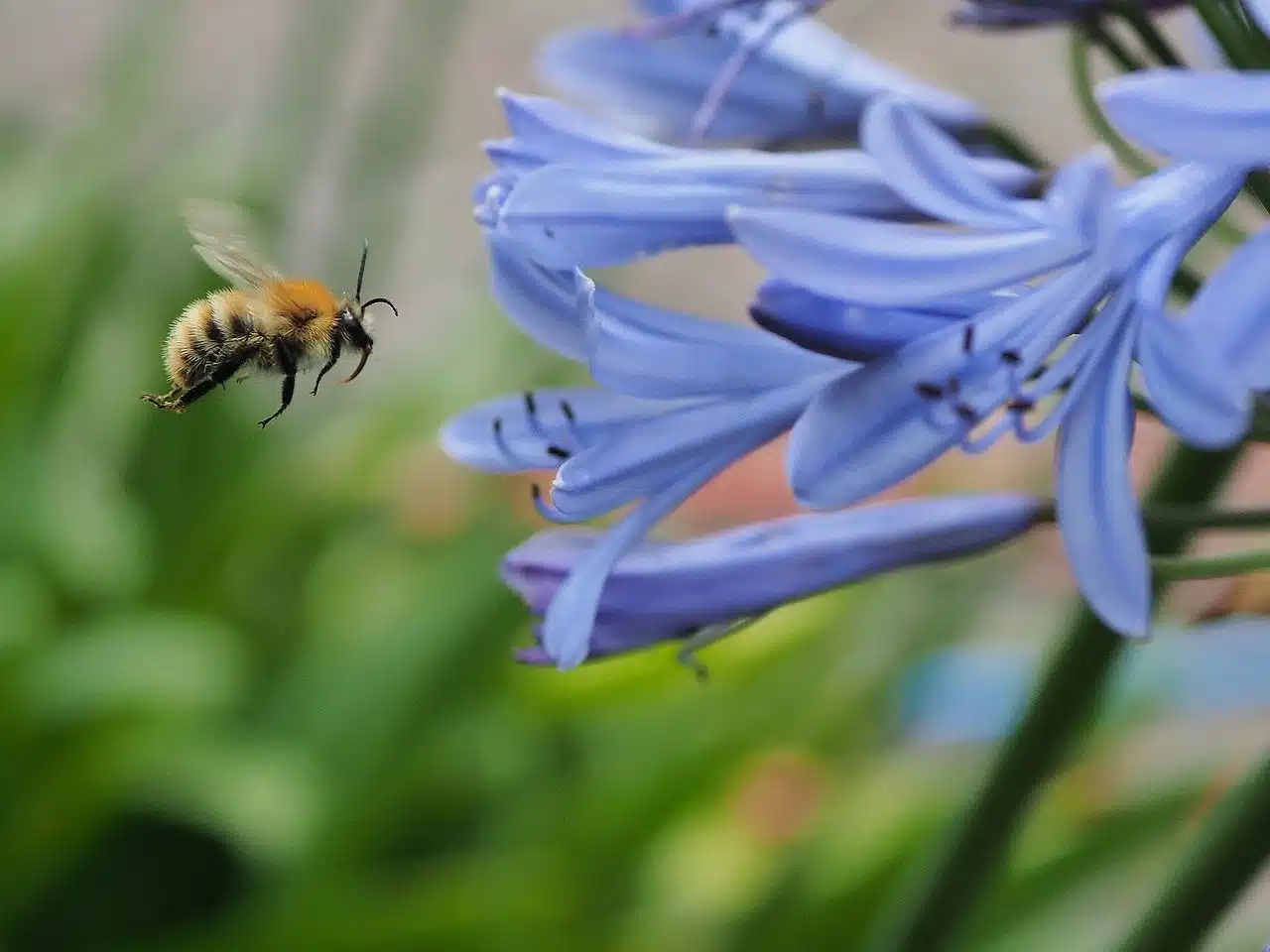 bee, african lily, pollination-8212882.jpg