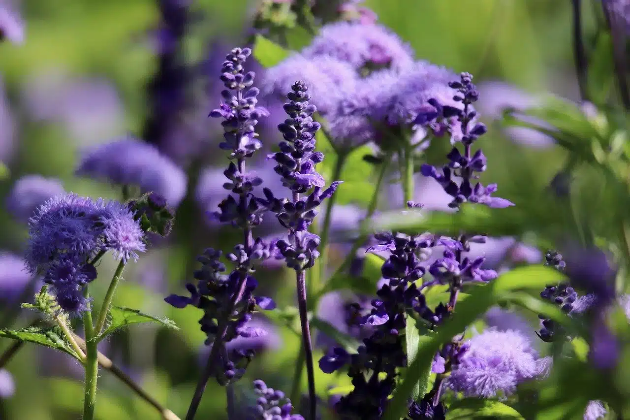 sage, ageratum, floury sage-8314234.jpg