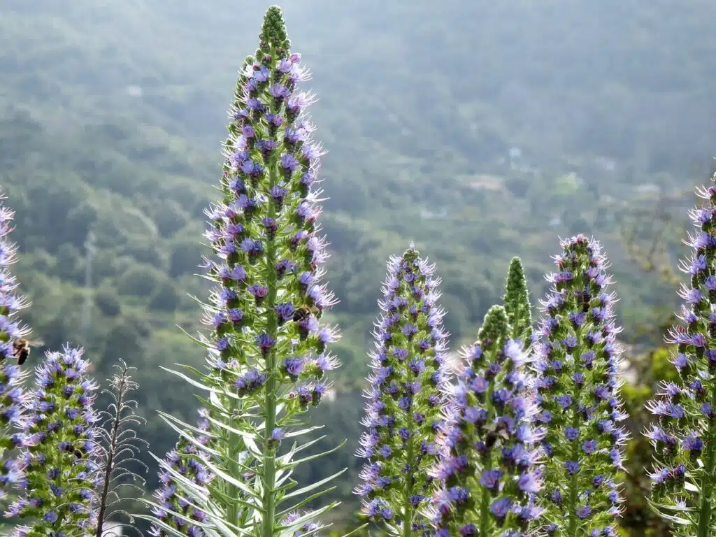 bugloss, echium webbii, montaña de la breña, breña baja, la palma, cc0, bugloss, cc0, cc0, cc0, cc0, cc0