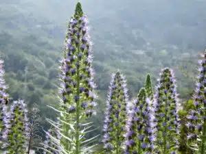 bugloss, echium webbii, montaña de la breña, breña baja, la palma, cc0, bugloss, cc0, cc0, cc0, cc0, cc0