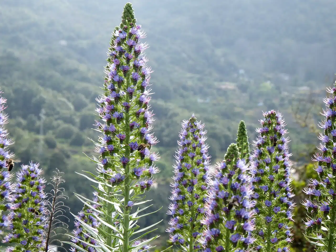 bugloss, echium webbii, montaña de la breña, breña baja, la palma, cc0, bugloss, cc0, cc0, cc0, cc0, cc0